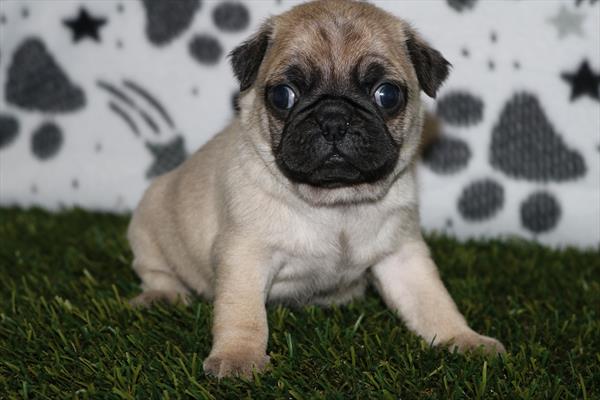 Pug (F) 2123 Image #1
