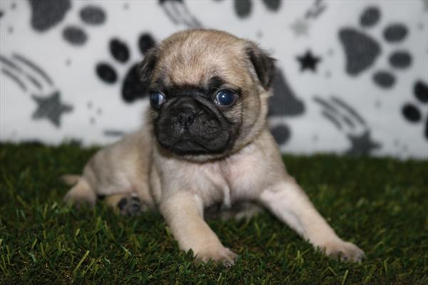 Pug (M) 5569 Image #1