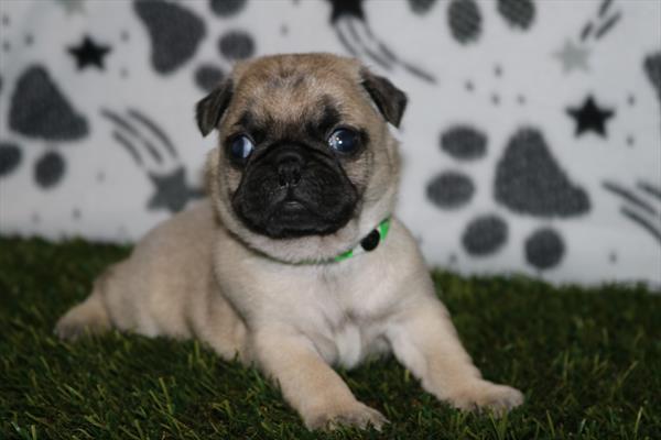 Pug (F) 5561 Image #1