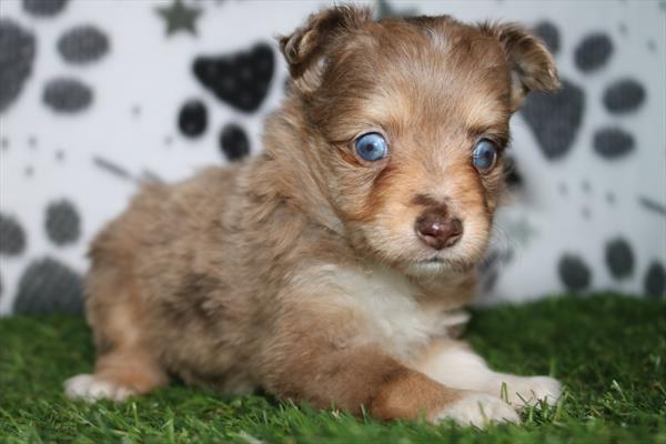 Toy Australian Shepherd (F) 5544 Image #1