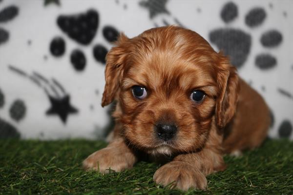 Cavalier King Charles Spaniel (M) 2099 Image #1