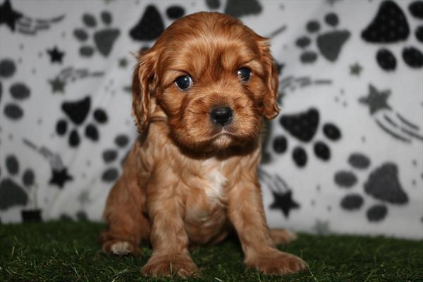 Cavalier King Charles Spaniel (F) 5530 Image #1