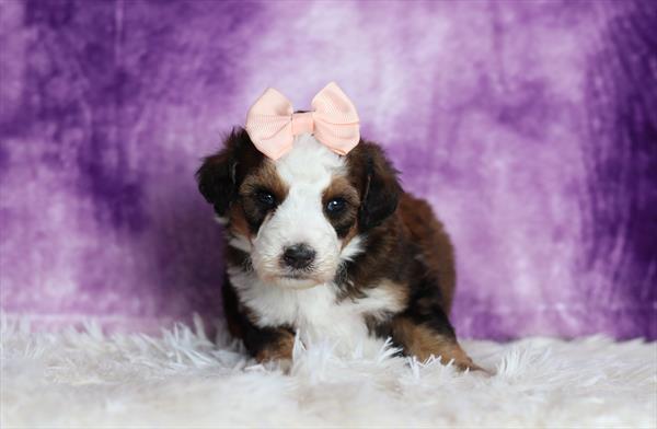 Bernedoodle Mini (F) 5555 Image #1