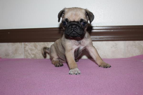 Pug (F) 5534 Image #2