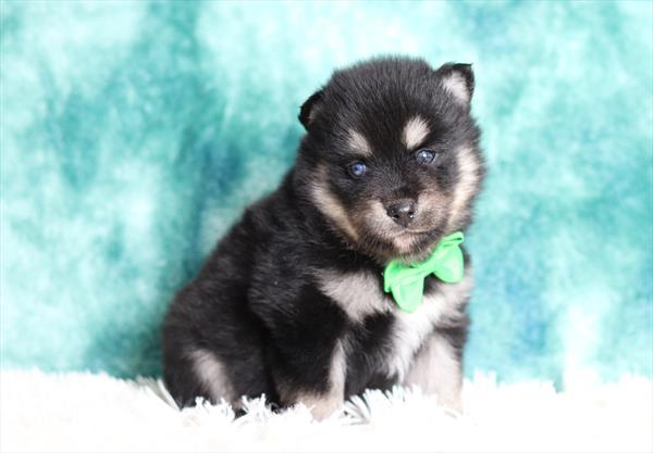 Pomsky (M) 2121 Image #1