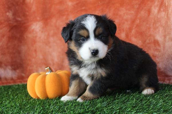 Miniature American Shepherd (F) 5550 Image #1