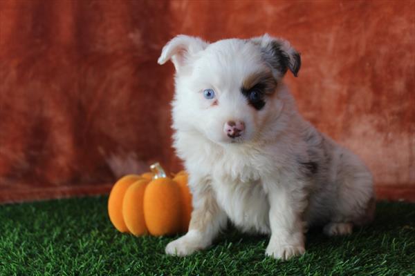 Miniature American Shepherd (M) 5531 Image #2