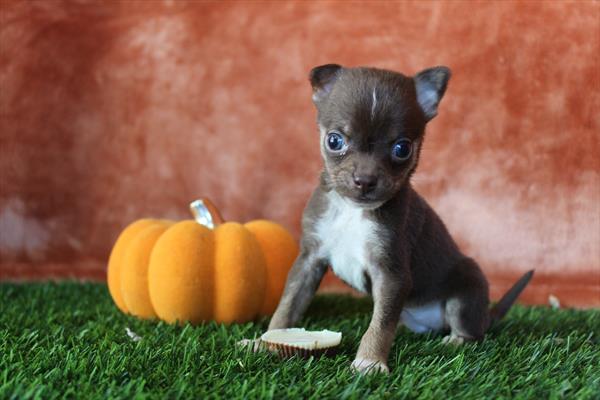 Chihuahua (M) 5572 Image #1