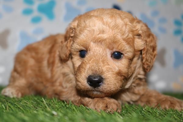 Poodle (M) 5558 Image #2