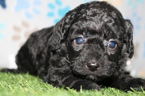 Poodle (M) 5559 Image #2