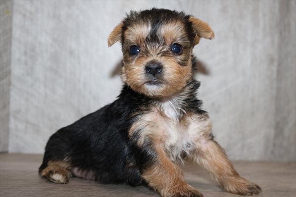 Yorkshire Terrier (M) 5570 Image #1
