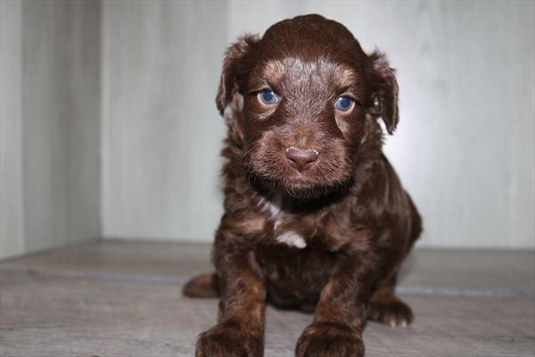 Aussiepoo Mini (M) 5568 Image #1