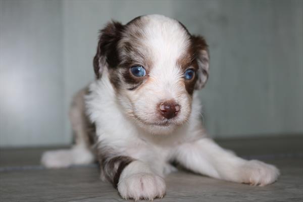 Aussiepoo Mini (F) 2127 Image #1