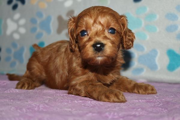 Cavapoo F1B (M) 5560 Image #1