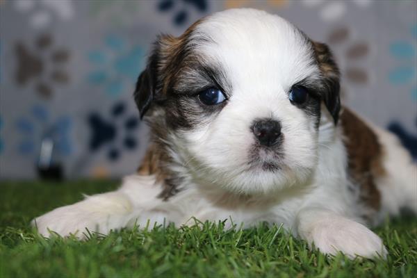 Shih Tzu (F) 5562 Image #2