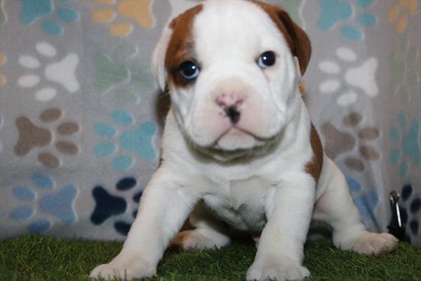 Mini Bullies (M) 5543 Image #1