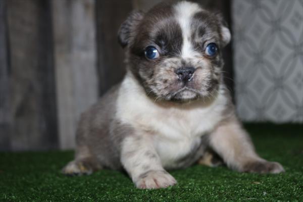 French Bulldog (M) 5563 Image #1