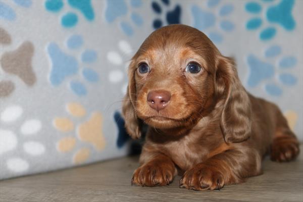 Dachshund (F) 2112 Image #1
