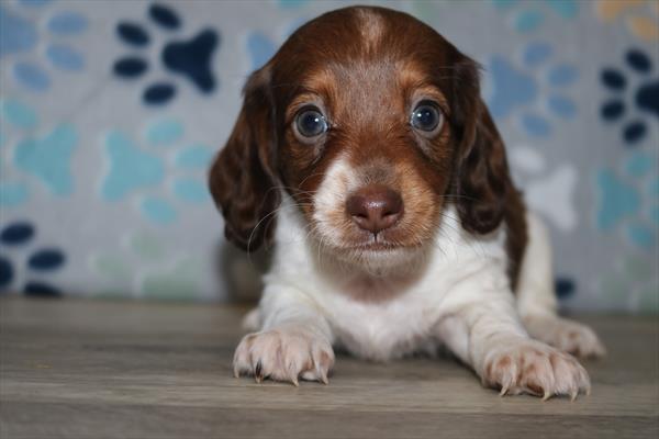 Dachshund (M) 5548 Image #1