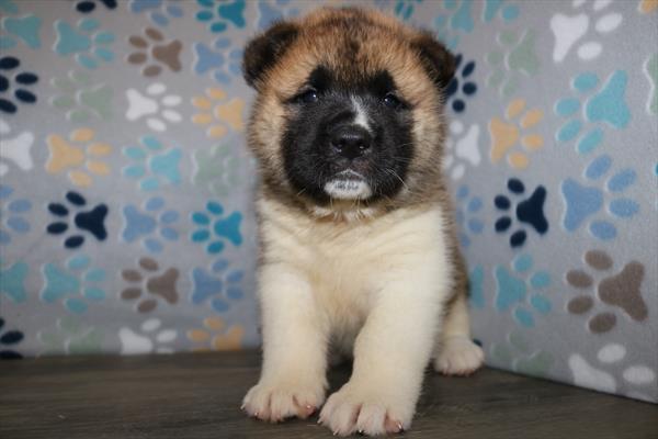 Akita (M) 2130 Image #1