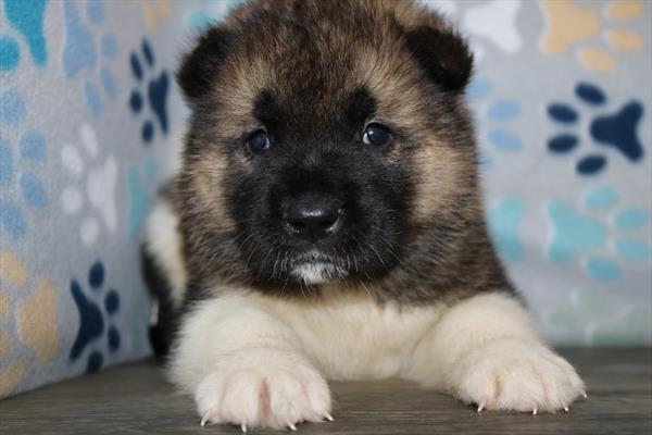 Akita (M) 5557 Image #1