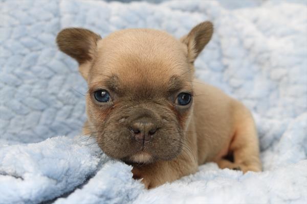 Frenchton (M) 5571 Image #1