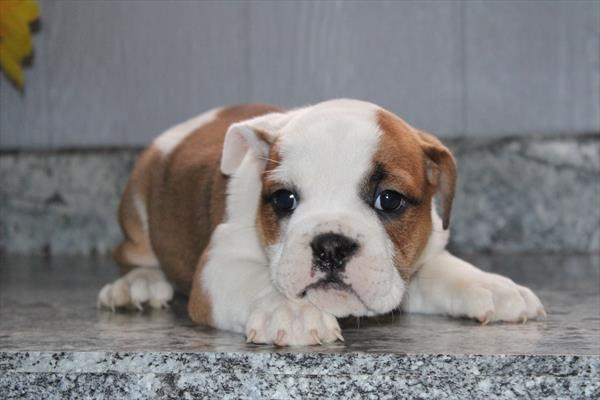 Victorian Bulldog (F) 5566 Image #2