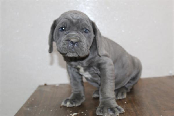 Neapolitan Mastiff (M) 5520 Image #1