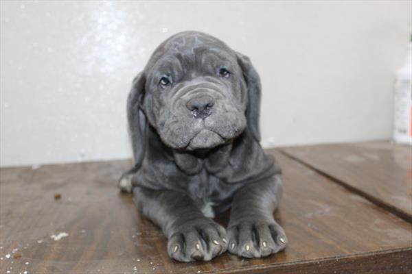 Neapolitan Mastiff (F) 2093 Image #1