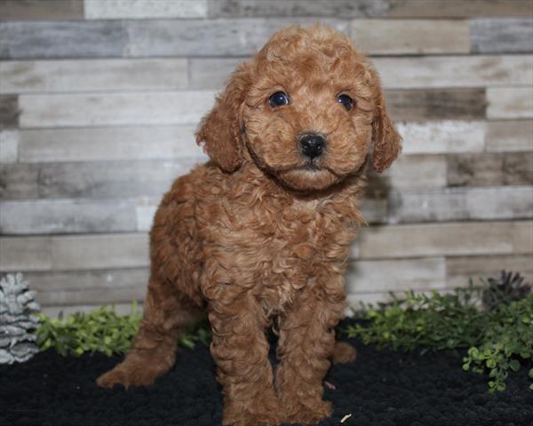 Poodle Mini (F) 5535 Image #2