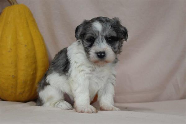 Miniature Schnauzer (M) 2122 Image #1