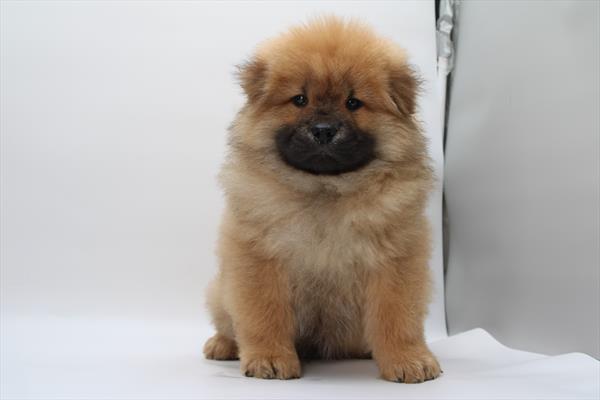 Chow Chow (M) 5516 Image #1