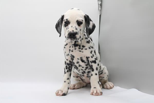 Dalmatian (F) 2091 Image #1