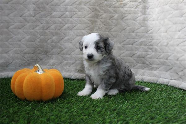 Chipoo (F) 2126 Image #1