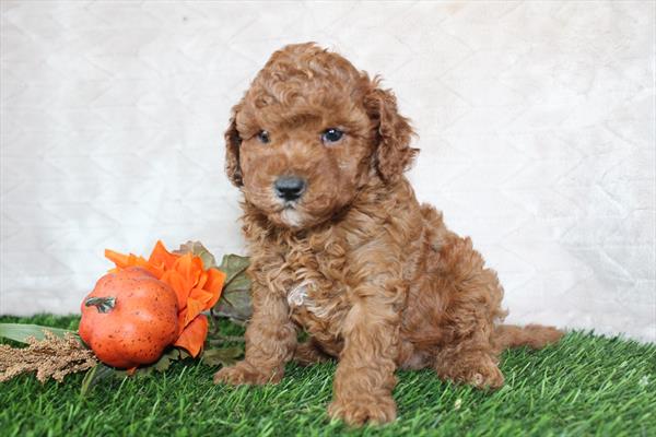 Cavapoo (M) 5574 Image #1