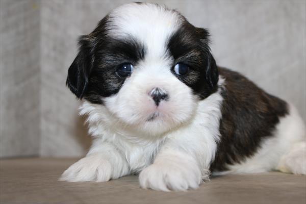 Shih Tzu (F) 5573 Image #1