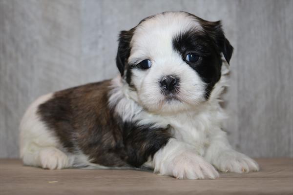 Shih Tzu (M) 2124 Image #2