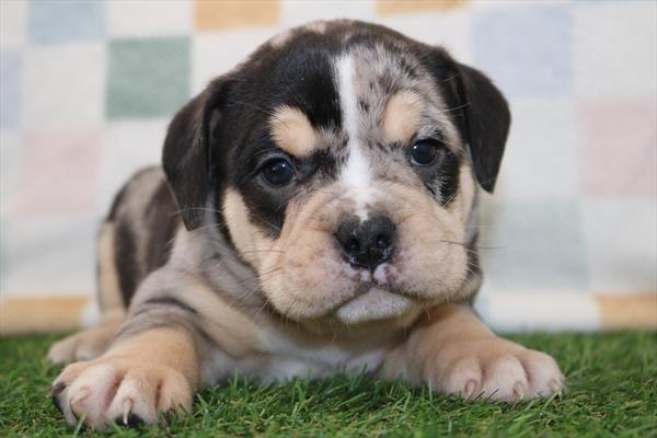 Beabull (F) 5564 Image #1