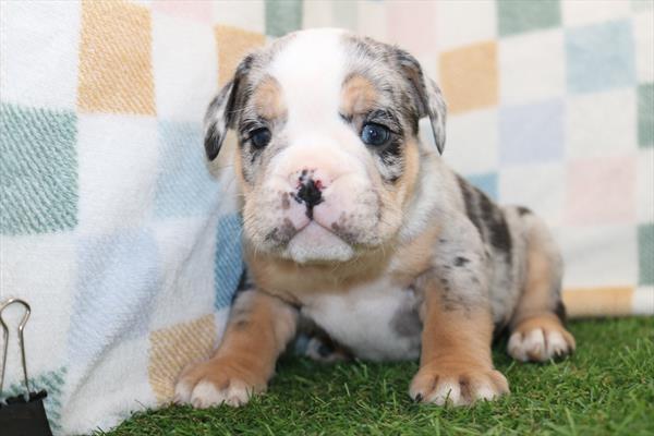 Beabull (M) 2125 Image #1