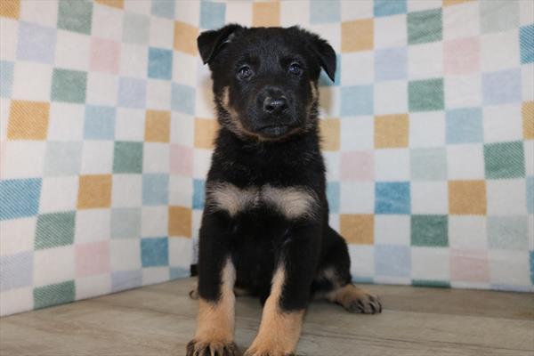 German Shepherd Dog (F) 2131 Image #1