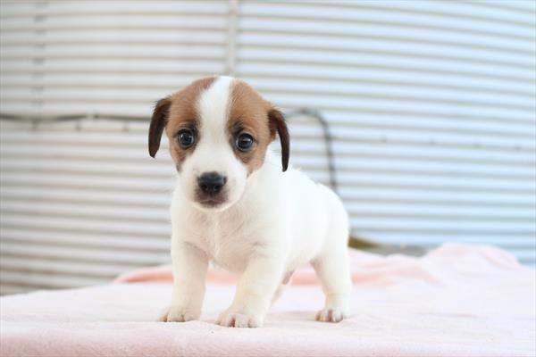 Jack Russell Terrier (M) 2134 Image #1