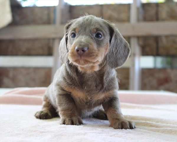 Dachshund (M) 2133 Image #1
