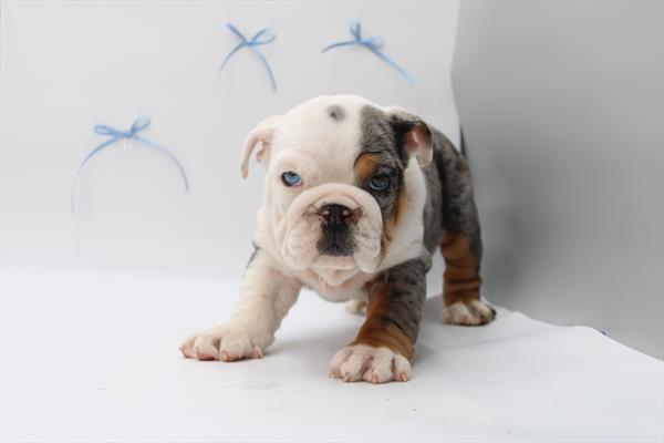 English Bulldog (F) 5536 Image #2