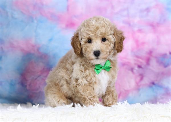 Bichapoo (M) 2109 Image #1