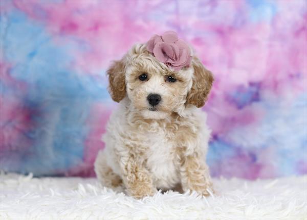 Bichapoo (F) 2119 Image #1