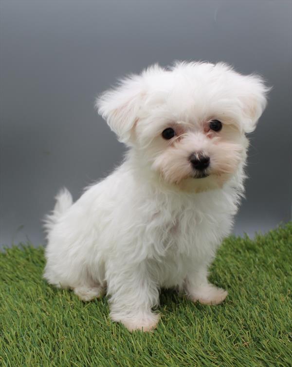 Maltipoo (F) 5537 Image #1