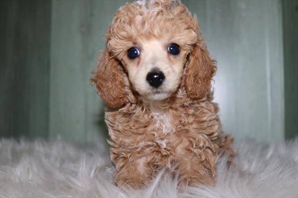 Poodle (F) 2114 Image #2