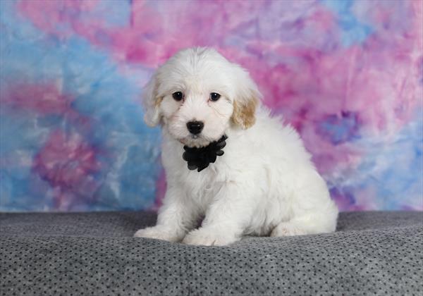 Cavachon (M) 2118 Image #1