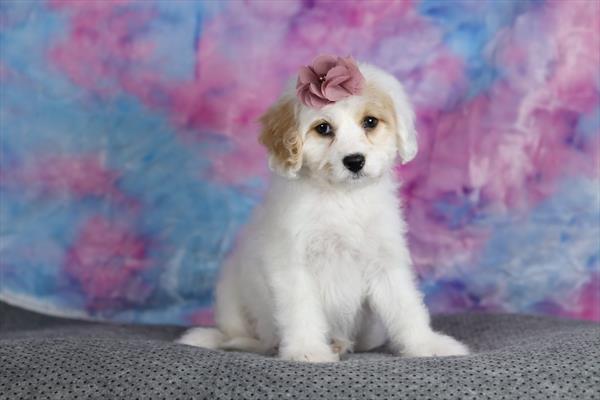 Cavachon (F) 5553 Image #1