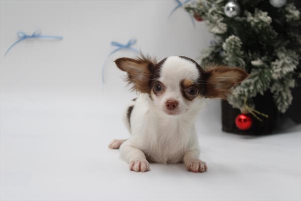 Chihuahua (F) 2132 Image #1